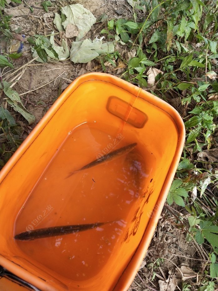 馬鞍山市釣魚協會_馬鞍山釣魚網_馬鞍山釣魚吧