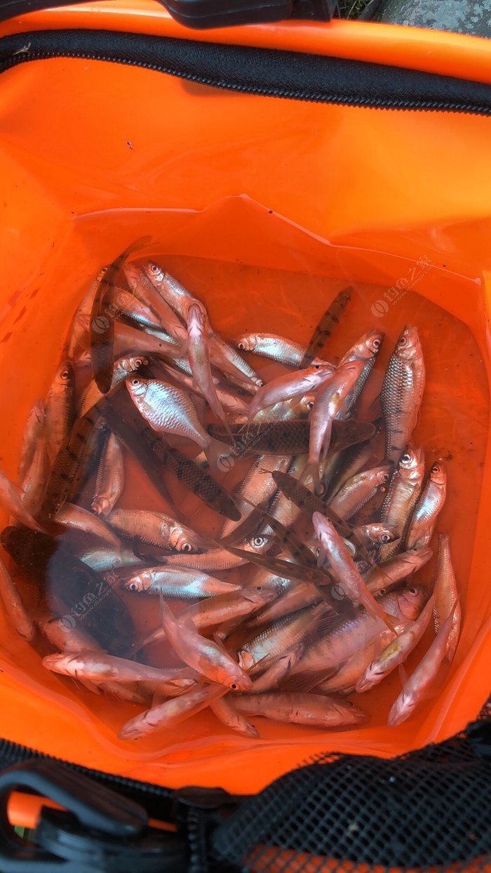 馬鞍山釣魚吧_馬鞍山釣魚網_馬鞍山市釣魚協會