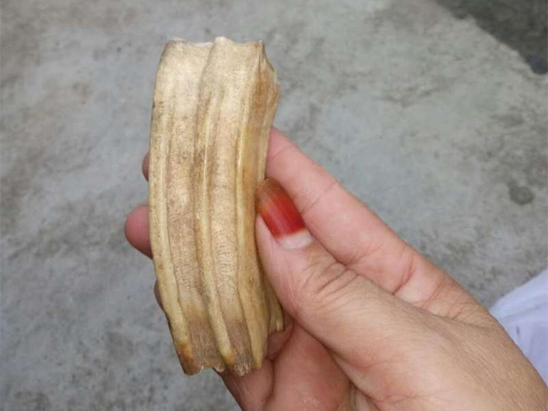 霸王角蛙壽命多久_霸王角蛙有那么難養嗎_霸王角蛙壽命