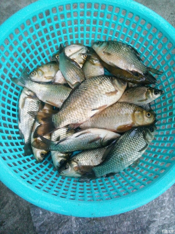 釣草魚離底多少公分_釣草魚釣離底好還是釣底好_釣草魚離地幾公分