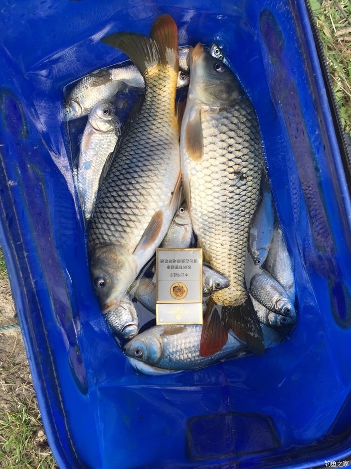 立秋釣鯉魚時間_秋釣鯉魚的最佳時間是什么時候_野釣鯉魚時間秋天
