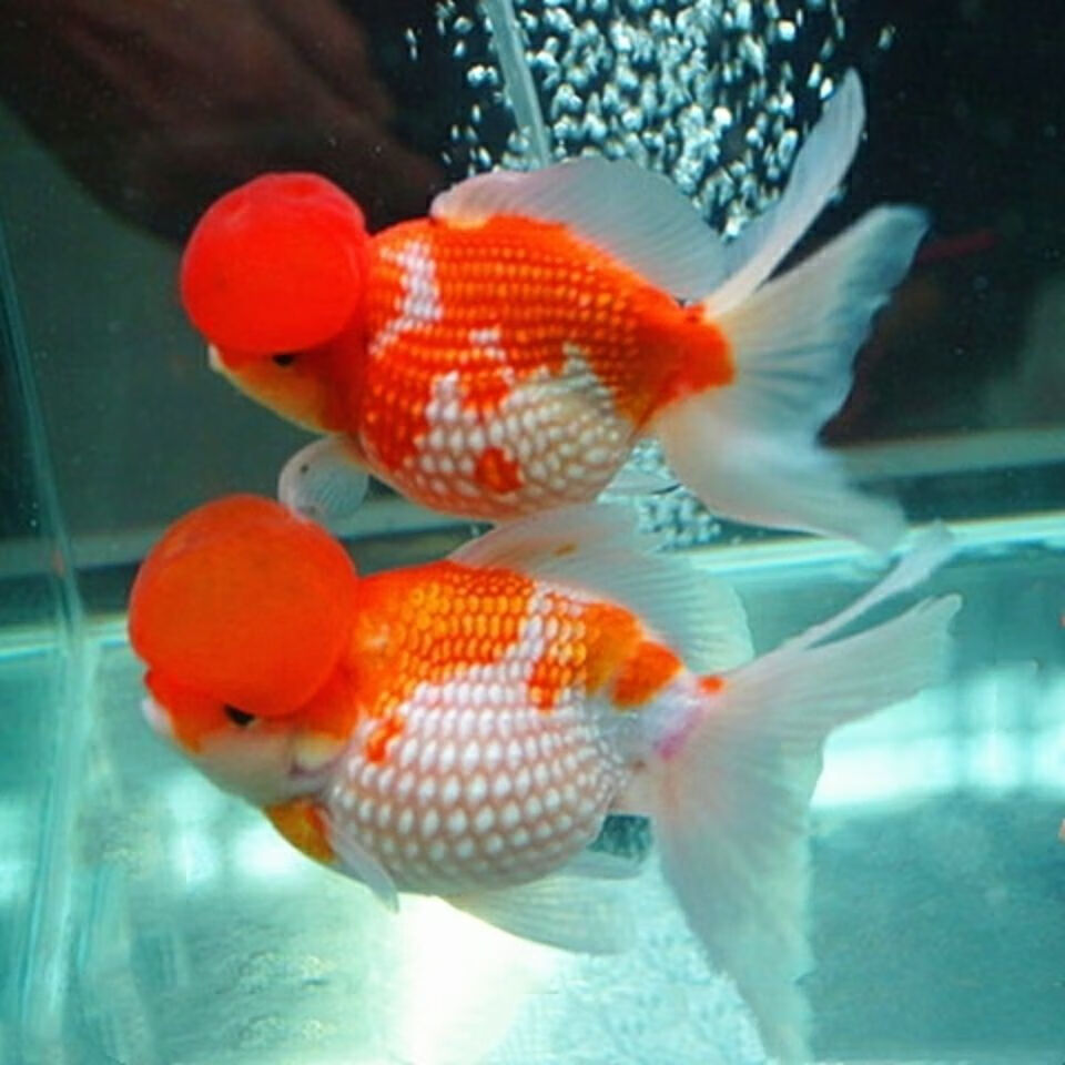 銀龍魚水溫低于多少會死_銀龍魚水溫31度合適不_銀龍魚水溫多少合適