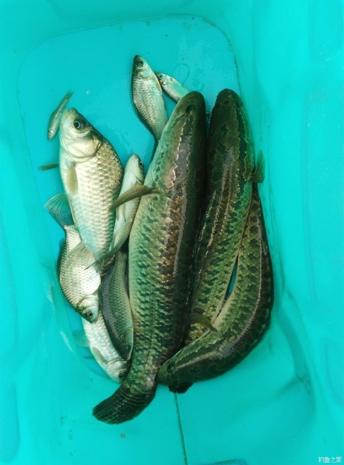 蛋白餌有沒有效果_老鬼魚餌小肽蛋白餌怎么樣_蛋白餌料