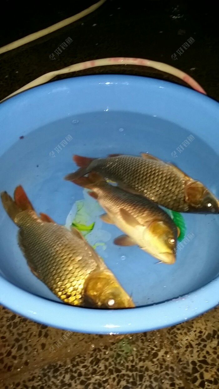 秋季鯉魚釣深還是淺_秋釣鯉魚釣深還是釣淺_深秋鯉魚釣底還是釣浮