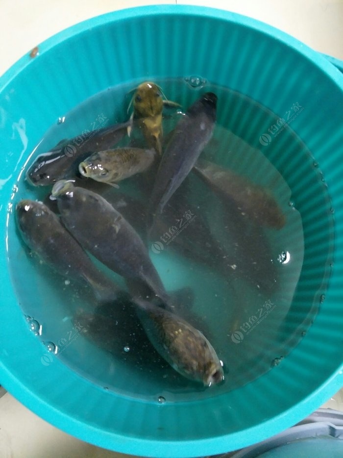 秋季鯉魚釣深還是淺_深秋鯉魚釣底還是釣浮_秋釣鯉魚釣深還是釣淺