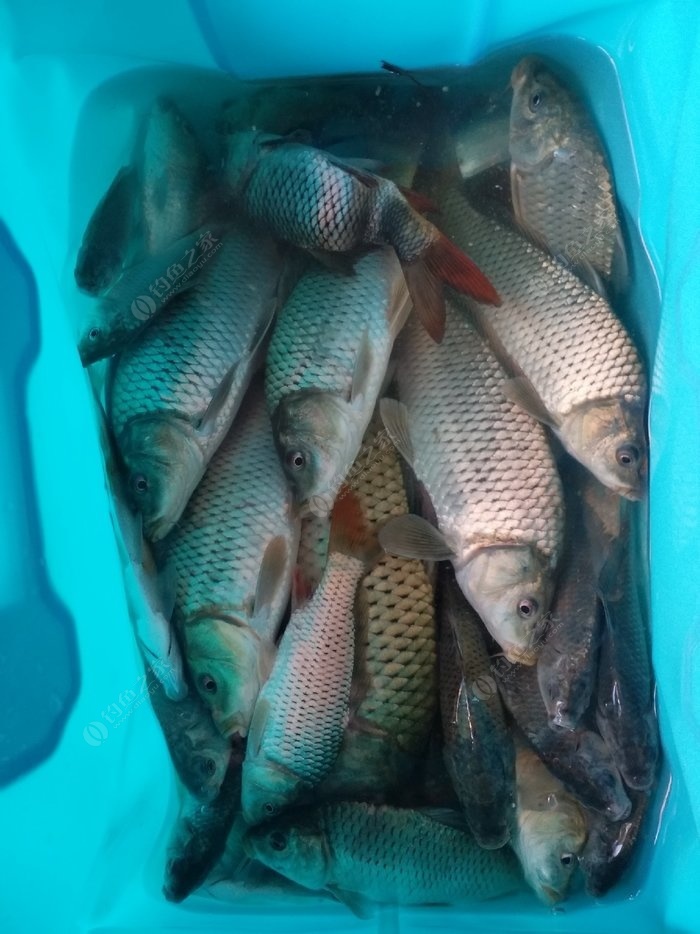 秋釣鯉魚釣深還是釣淺_秋季鯉魚釣深還是淺_深秋鯉魚釣底還是釣浮
