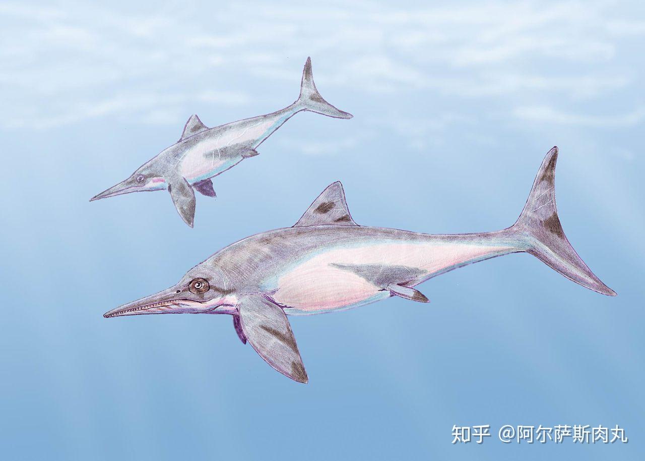 版納魚螈是什么_版納魚螈是什么動物_版納蠑螈