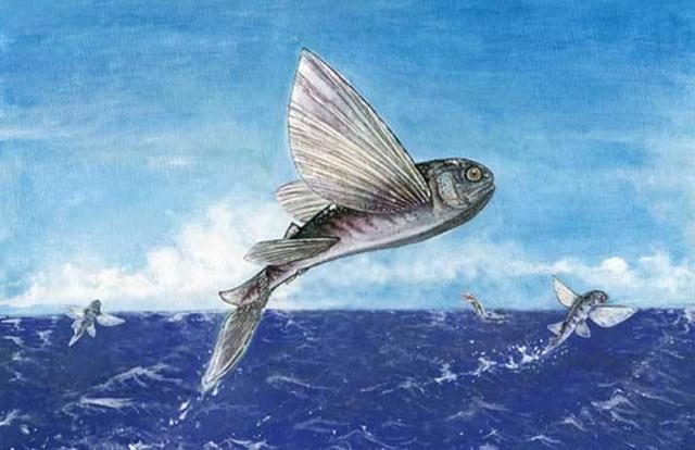 丁桂魚是什么魚_丁桂魚學名_丁桂魚是什么