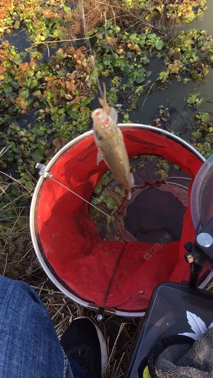 巢湖2釣魚網_巢湖釣魚論壇_巢湖網紅釣點
