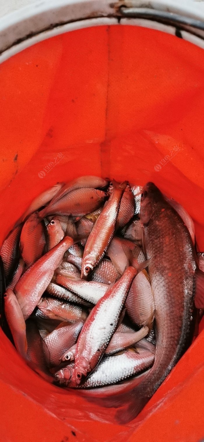 巢湖網紅釣點_巢湖釣魚論壇_巢湖2釣魚網