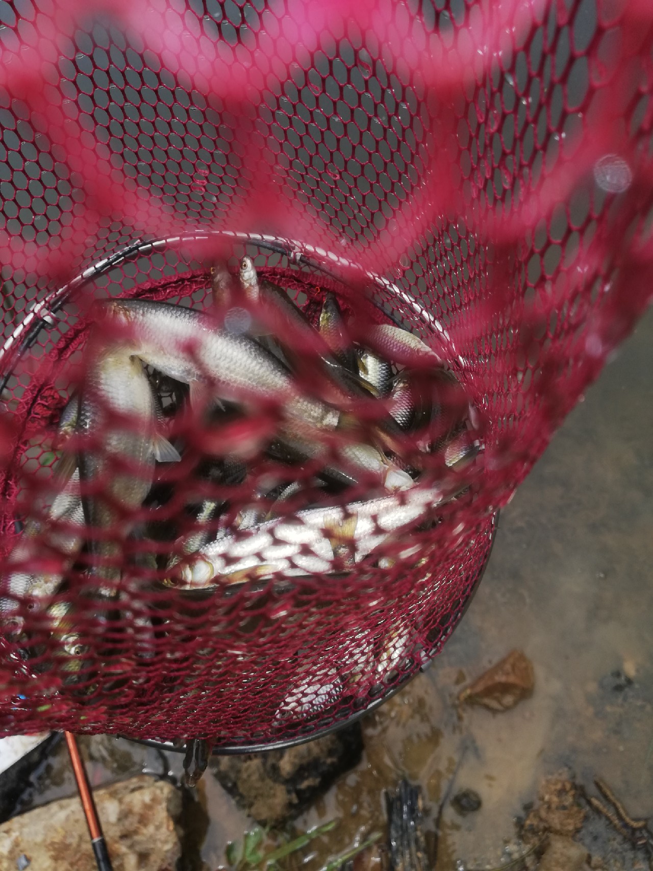 巢湖2釣魚網_巢湖網紅釣點_巢湖釣魚論壇