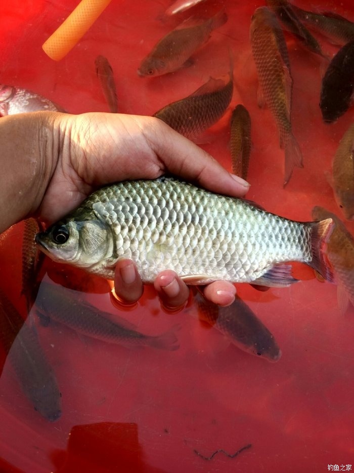 寒露野釣鯉魚水深選擇_寒露后小水庫釣鯽魚選點及水深_寒露野釣鯽魚釣近還是釣遠