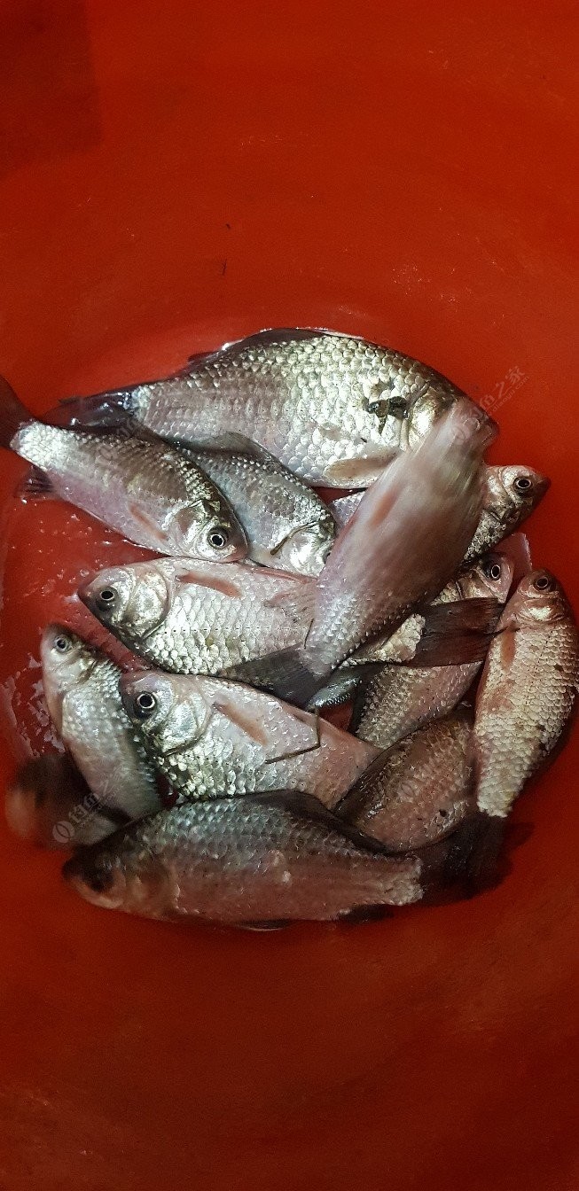 寒露后小水庫釣鯽魚選點及水深_寒露野釣鯉魚水深選擇_寒露野釣鯽魚釣近還是釣遠