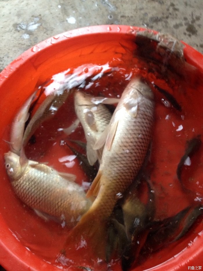 海鱸魚和淡水鱸魚哪個好_寶寶吃海鱸魚還是河鱸魚好圖片_鱸魚多少錢一斤