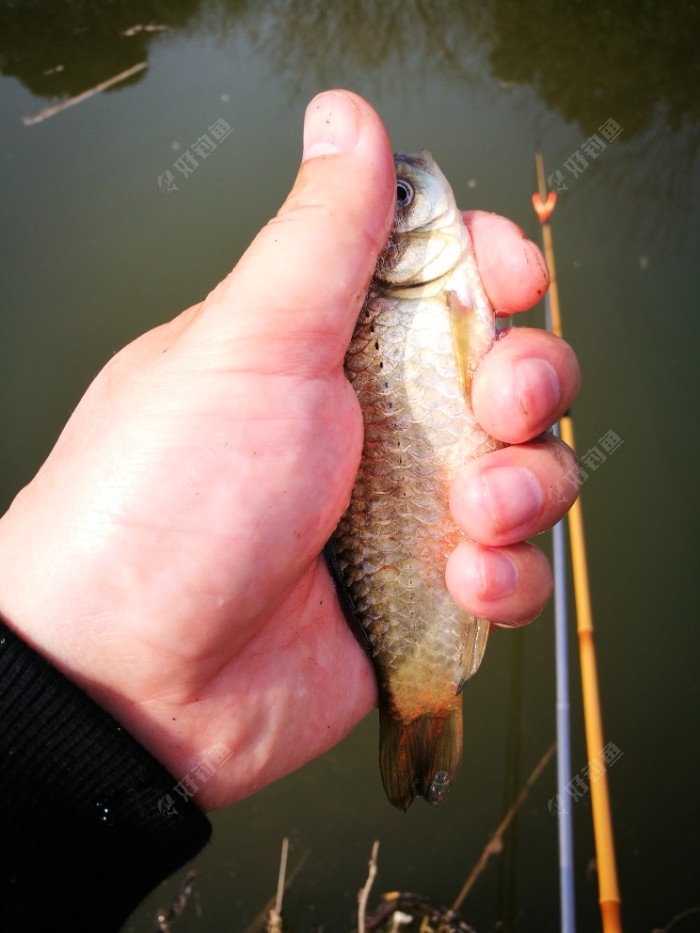 釣水庫秋季鯽魚怎么釣_釣水庫秋季鯽魚技巧_秋季水庫釣鯽魚怎么釣