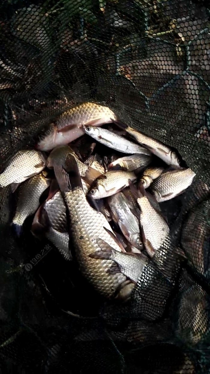 秋釣鯉魚用什么味型_秋釣鯉魚味型選擇_剛入秋釣鯉魚味型
