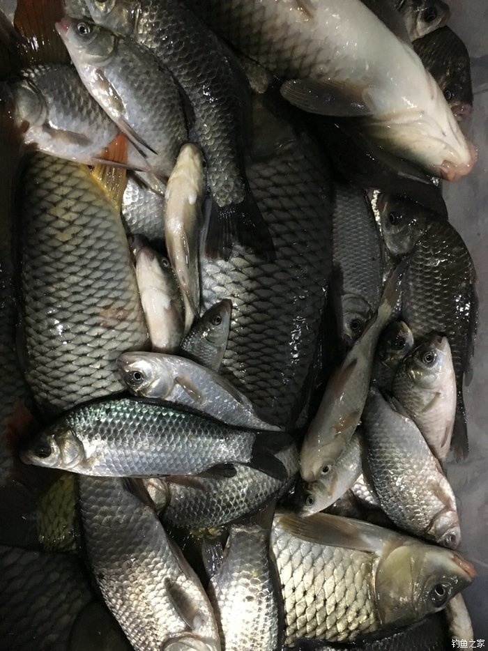 秋釣鯉魚用什么味型_剛入秋釣鯉魚味型_秋釣鯉魚味型選擇