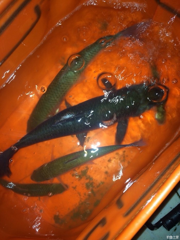 鉤草魚用什么_釣上鉤草魚容易用鉤嗎_用什么釣草魚最容易上鉤