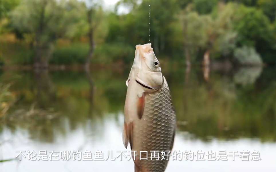 怎樣冬釣鯽魚_冬釣鯽魚的技巧和方法_冬釣鯽魚四個口訣