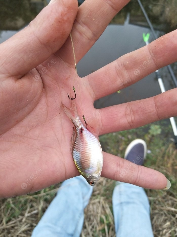 釣草魚魚線用幾號_釣草魚要幾號線和幾號鉤_鉤草魚用幾號線魚鉤