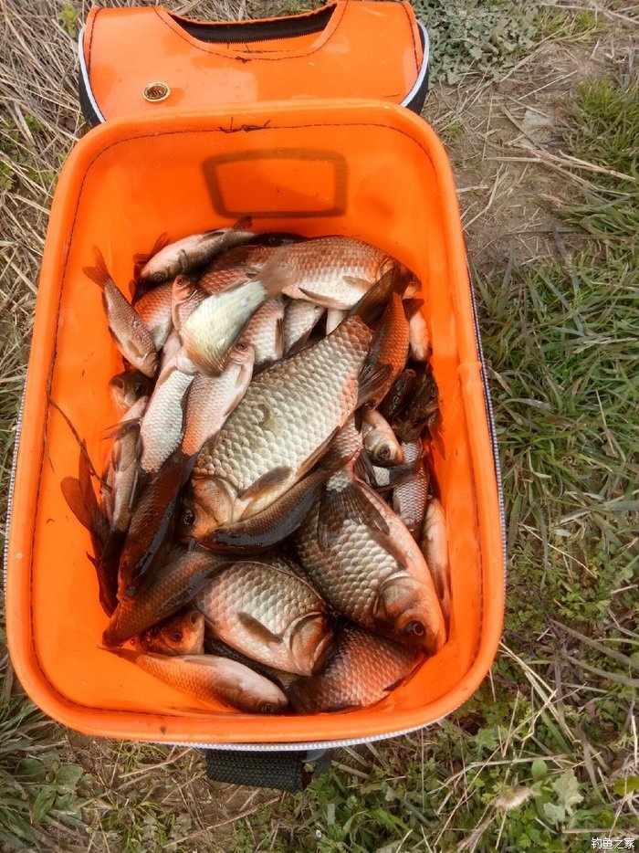 冬釣鯽魚四個口訣_冬釣鯽魚的技巧和方法_怎樣冬釣鯽魚