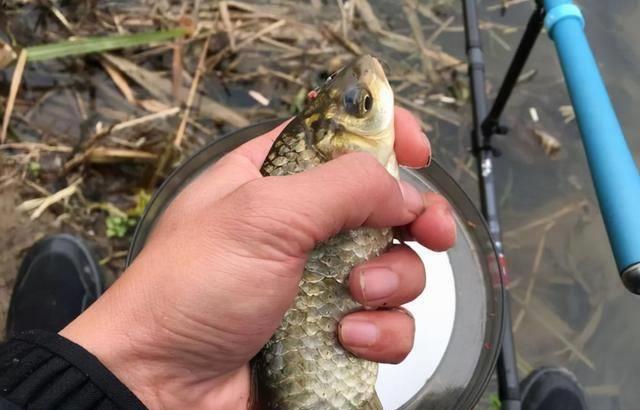 寒露野釣鯽魚釣近還是釣遠_寒露釣鯽魚釣遠釣近_寒露后小水庫釣鯽魚選點及水深