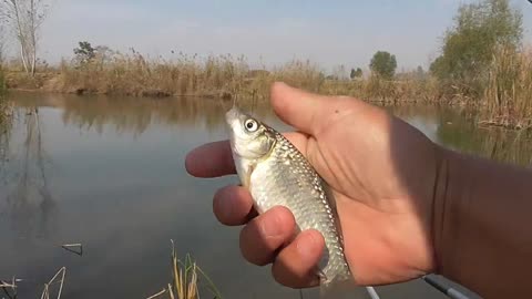 寒露野釣鯽魚釣近還是釣遠_寒露釣鯽魚釣遠釣近_寒露后小水庫釣鯽魚選點及水深
