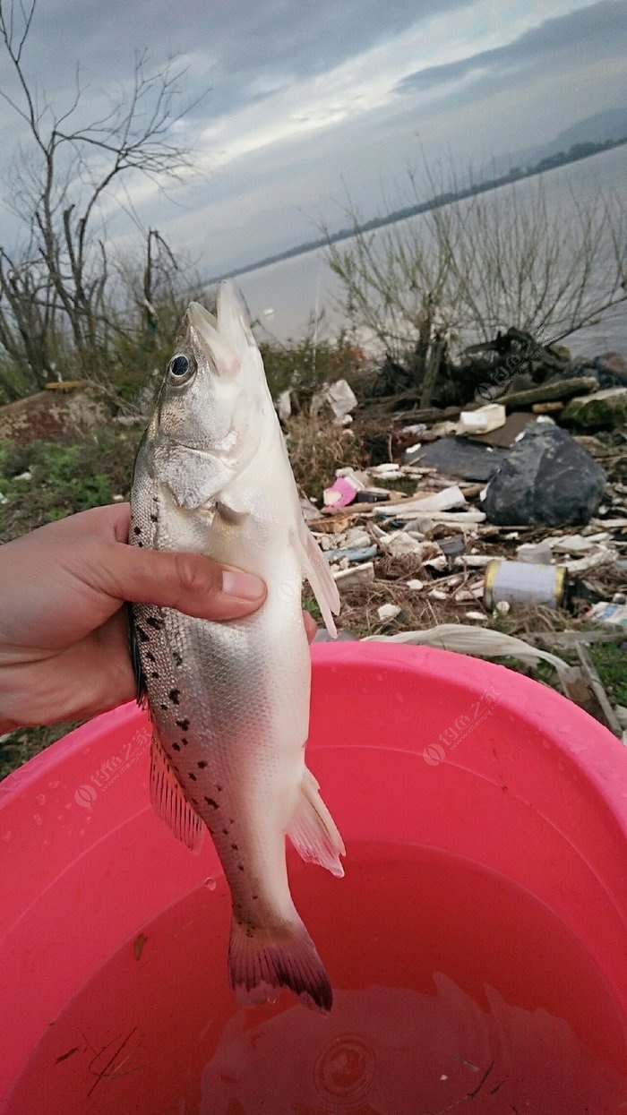 鱸魚鉤怎么綁_釣鱸魚如何綁釣組_鱸魚魚鉤綁法