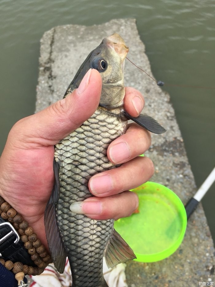 野釣鯉魚鉤_怎樣釣鯉魚上鉤快_釣鯉魚鉤子