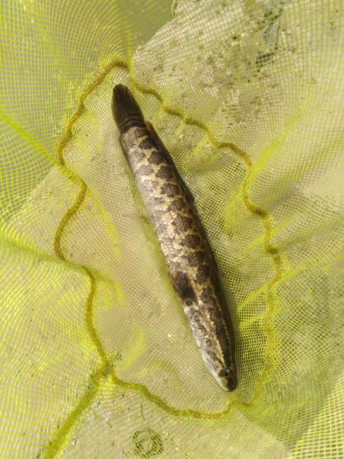 黑魚能吃頭嗎_黑魚能吃魚頭嗎_為什么吃黑魚不能要頭