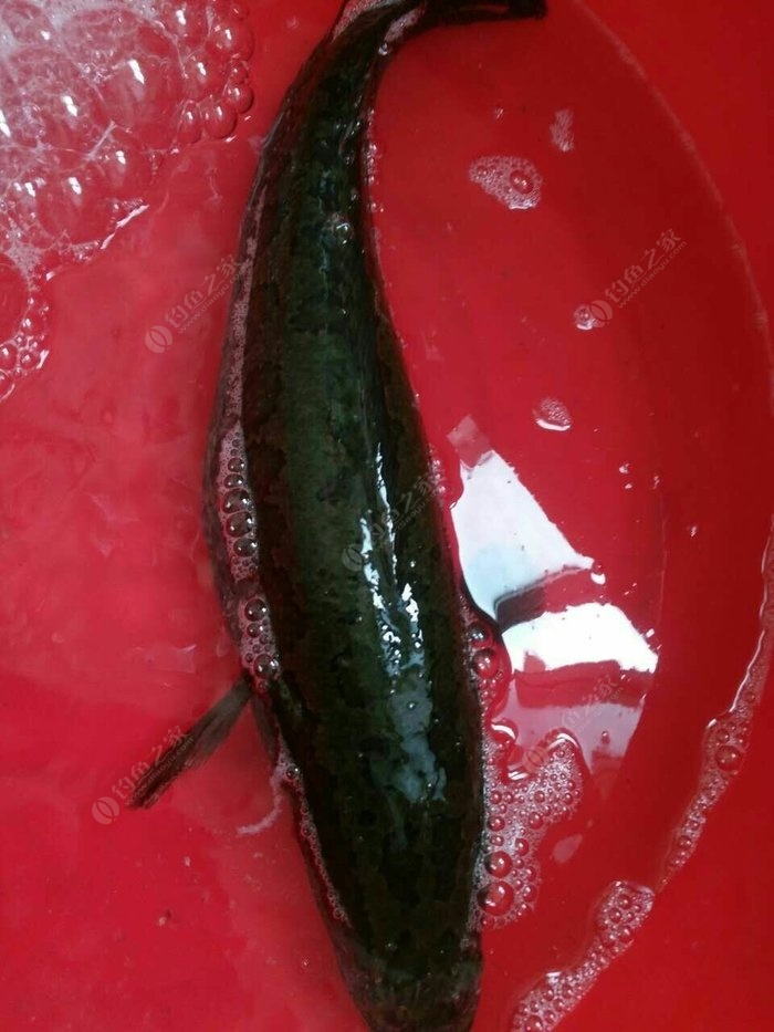 黑魚吃飯嗎_黑魚能吃魚頭嗎_為什么吃黑魚不能要頭