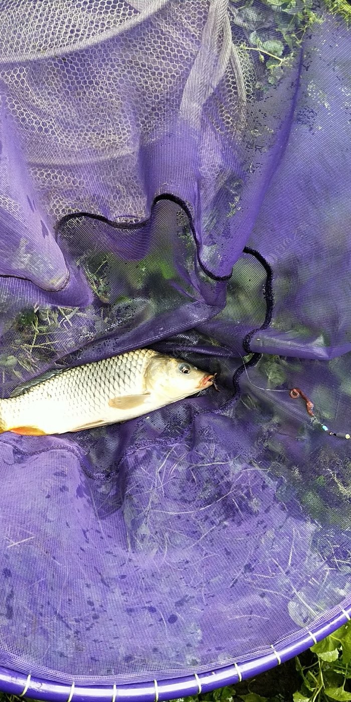 釣鯉魚的鉤_怎樣釣鯉魚上鉤快_野釣鯉魚鉤