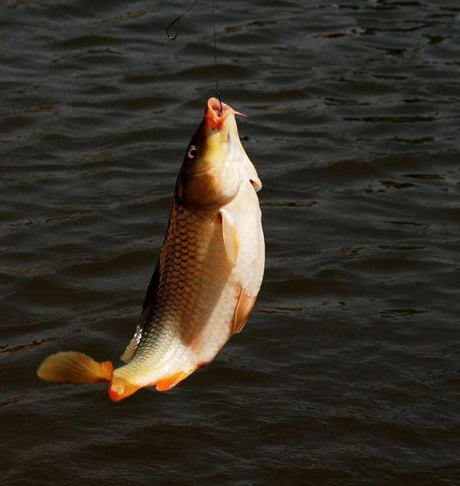 釣鯉魚餌料用什么好_怎樣釣鯉魚用什么餌料_釣鯉魚餌料用面食還是玉米
