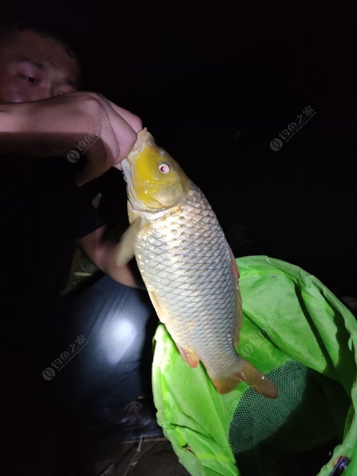 怎樣釣鯉魚用什么餌料_釣鯉魚餌料用面食還是玉米_釣鯉魚餌料用什么好
