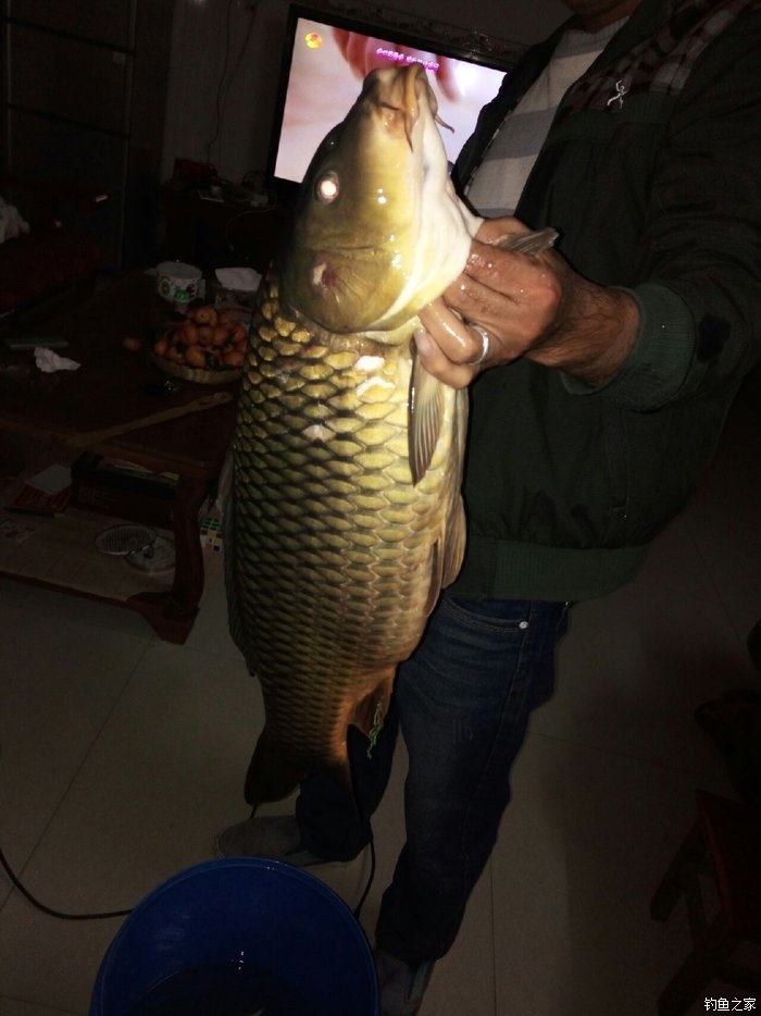 怎樣釣鯉魚用什么餌料_釣鯉魚餌料用面食還是玉米_釣鯉魚餌料用什么好