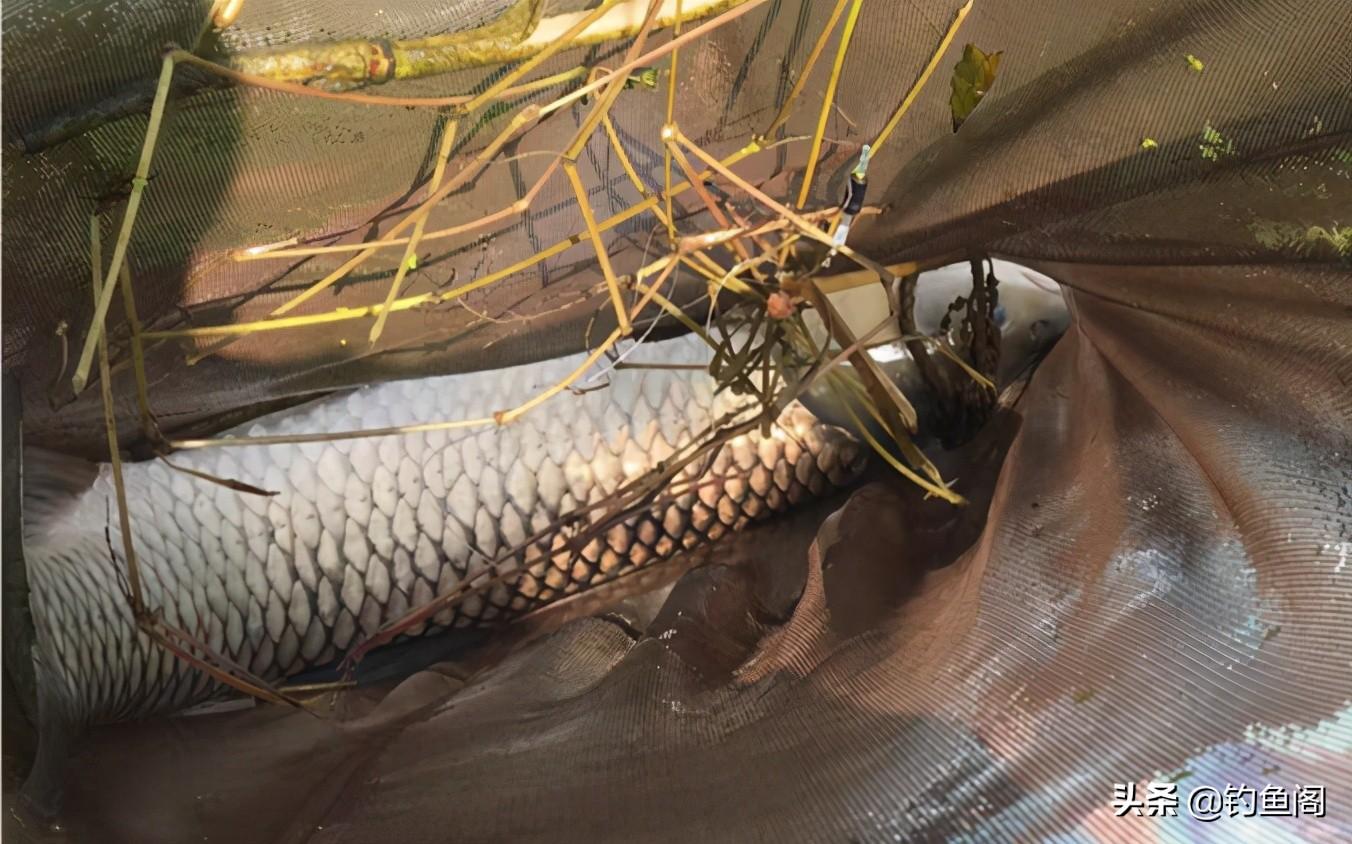 釣草魚的秘訣有哪些_釣草魚_釣草魚有什么技巧