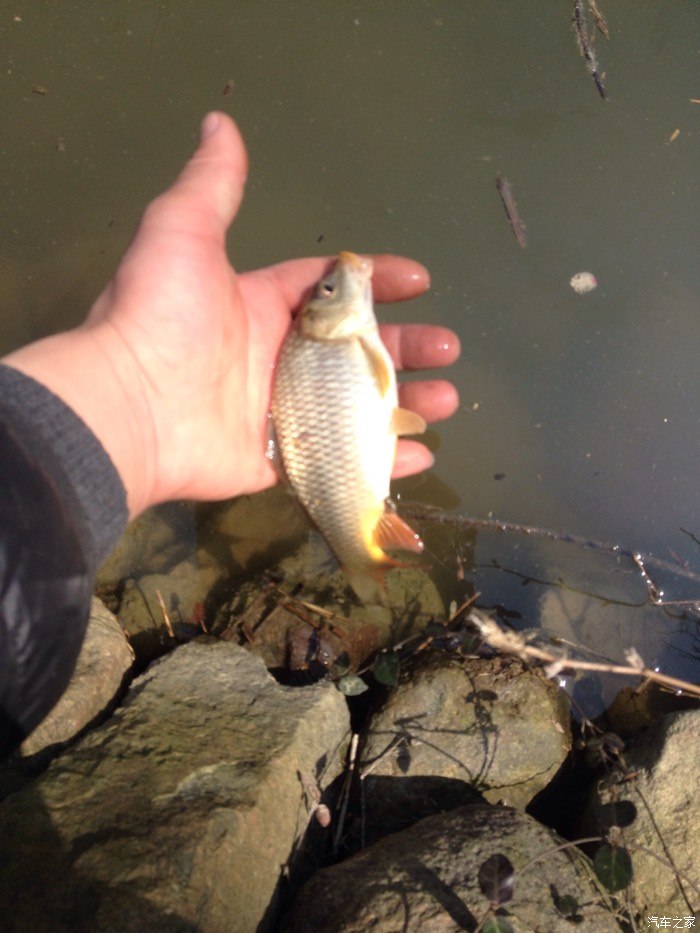 魚鉤到底是什么樣的_魚鉤魚是什么魚_魚鉤的鉤是什么鉤