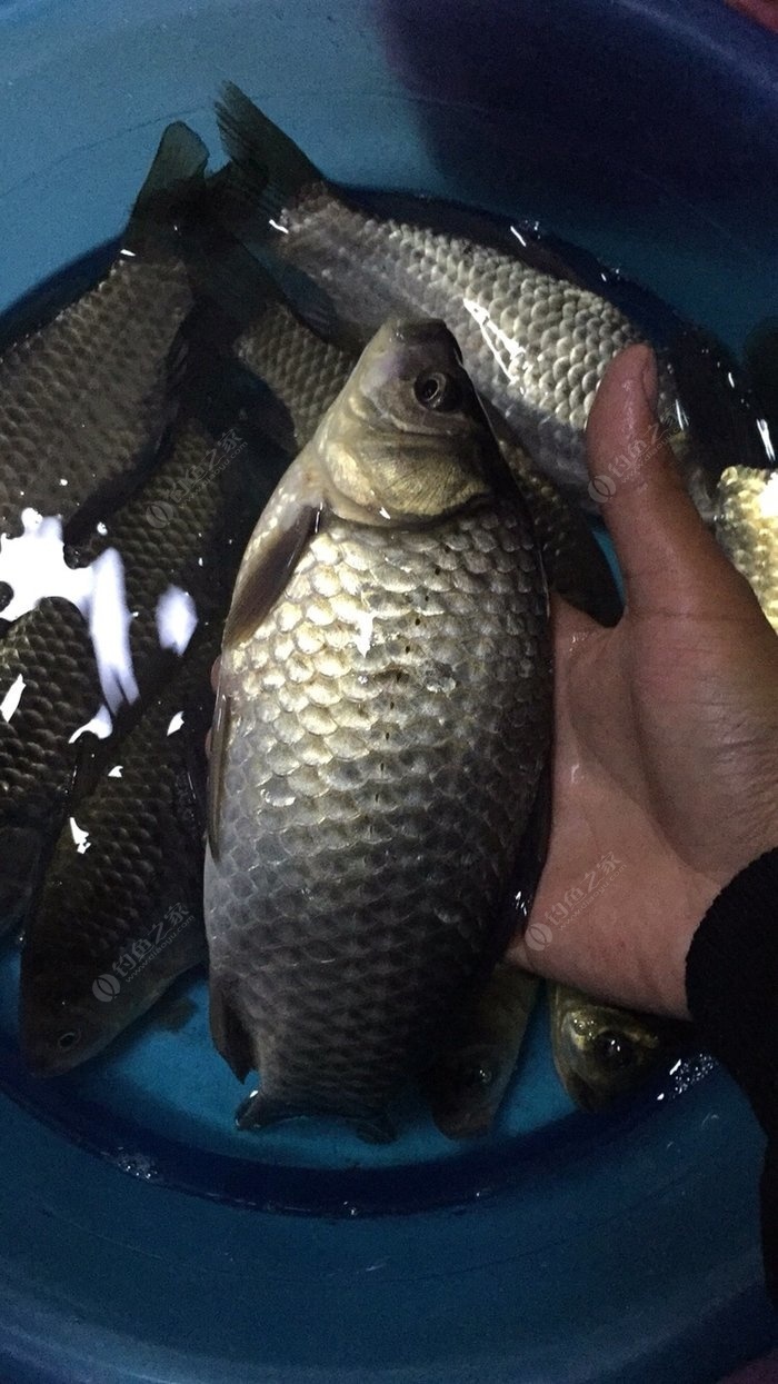 河里面常見魚_河里比較常見的魚_農村河里常見的十種魚