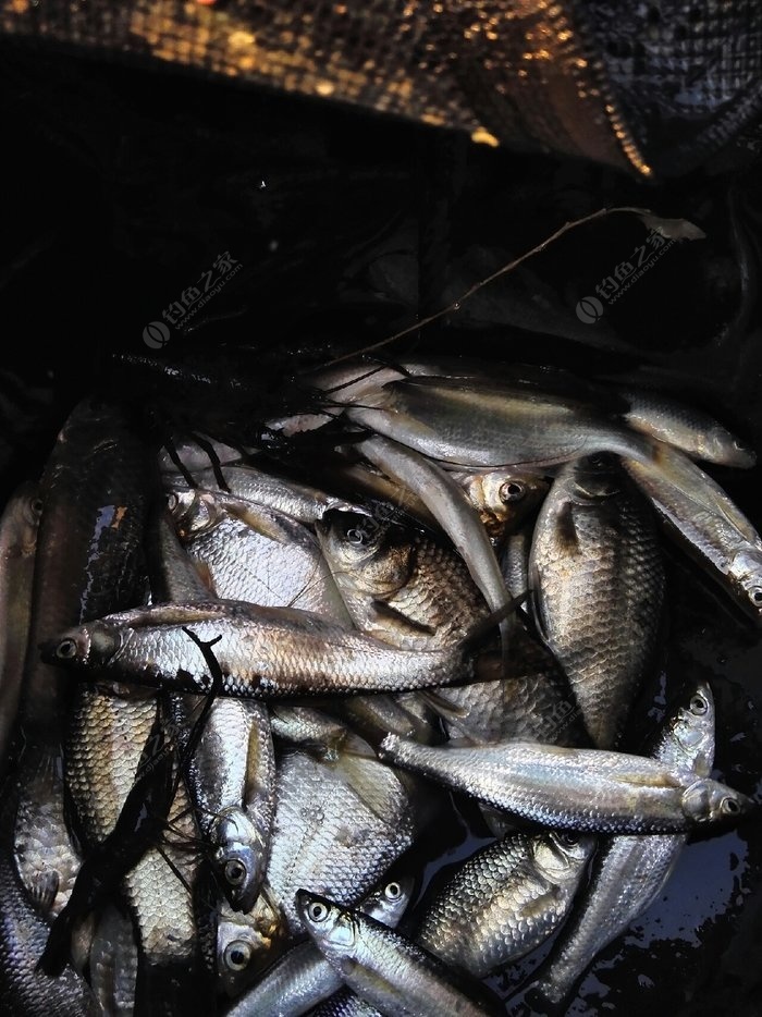 河里面常見魚_河里比較常見的魚_農村河里常見的十種魚