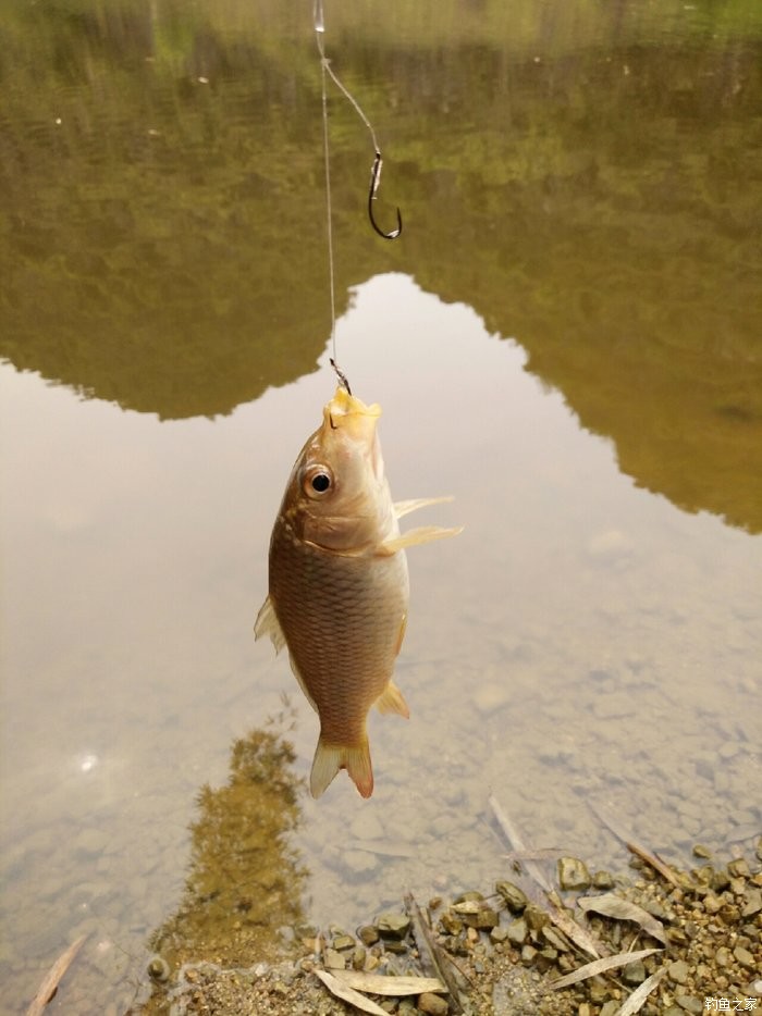 釣草魚教程_釣草魚的簡單技巧_釣草魚技巧簡單視頻