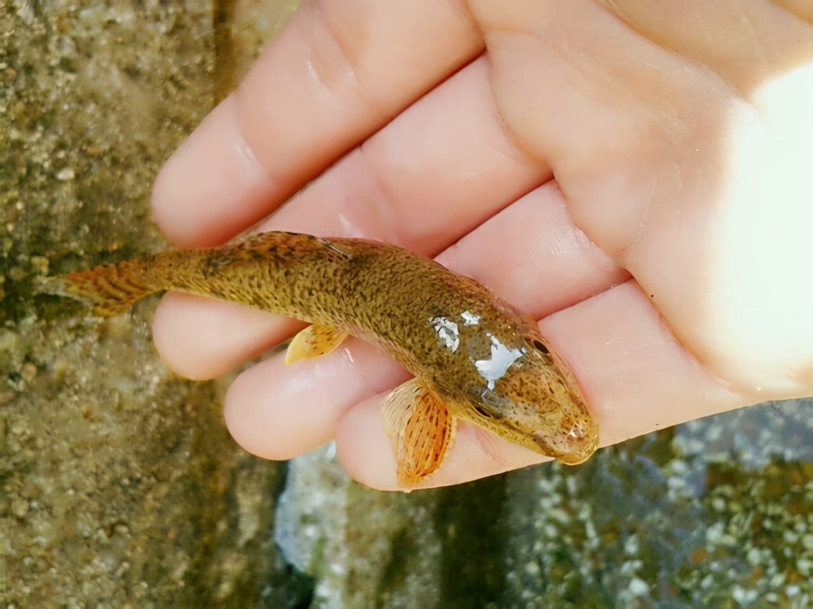 農村河里常見的十種魚_河里的常見魚_河里最常見的幾種魚