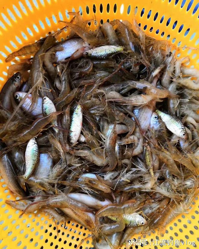 農村河里常見的十種魚_河里的常見魚_河里最常見的幾種魚