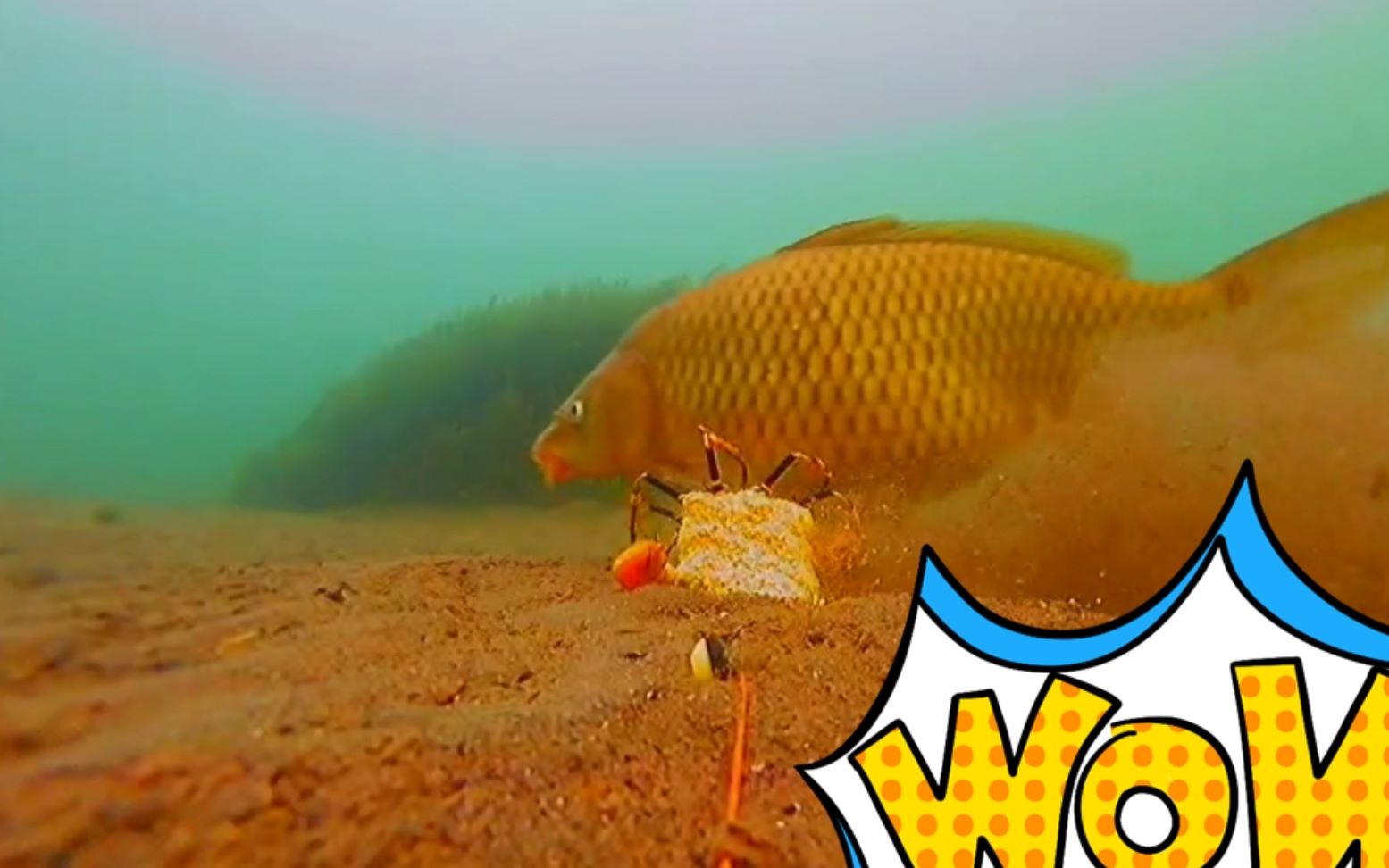 秋季垂釣鯉魚_秋天釣鯉魚_怎樣釣鯉魚秋季