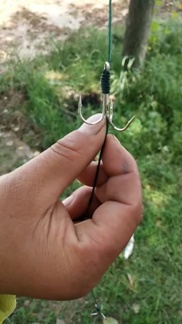 魚鉤魚鉤_魚鉤到底是什么樣的_魚鉤魚是什么魚