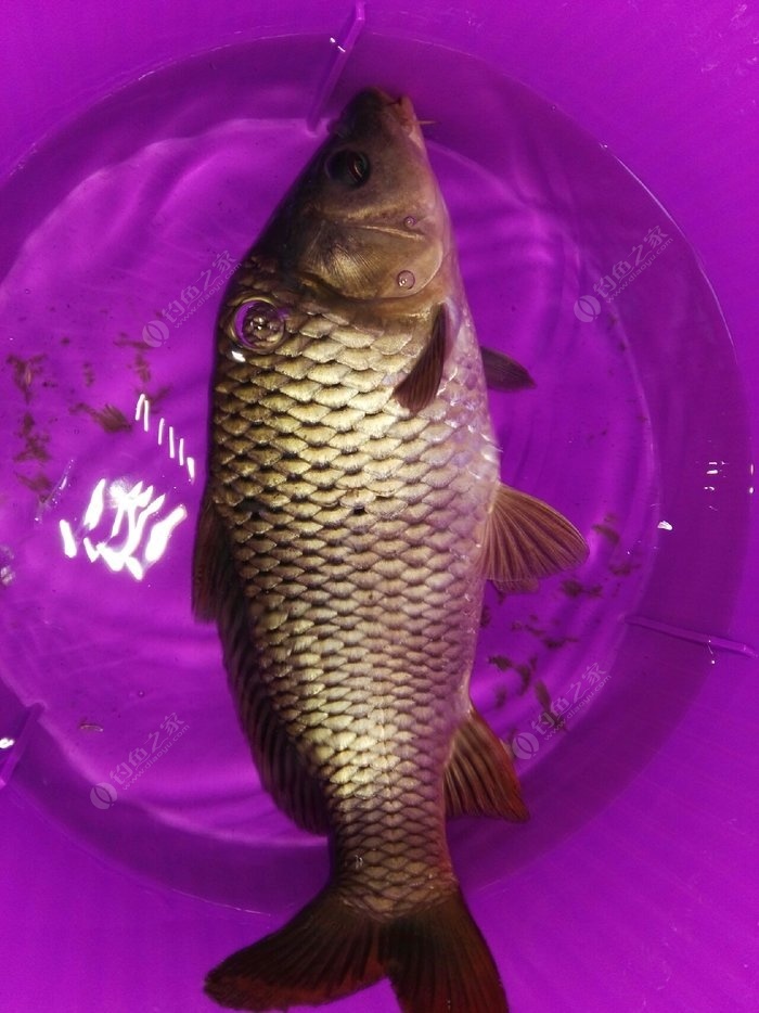 釣鯉魚技巧和方法_怎樣釣鯉魚技巧大全_釣鯉魚大全技巧和方法