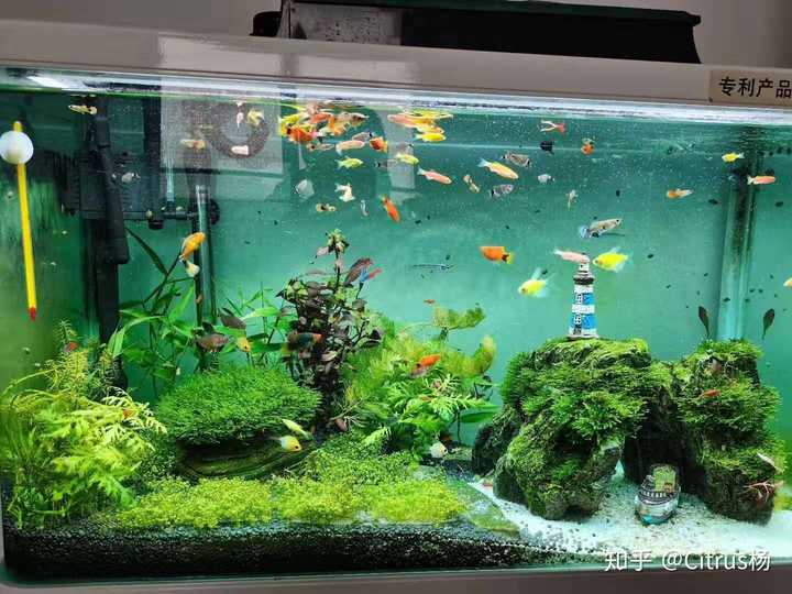 孔雀魚繁殖方法及注意事項_怎么繁殖孔雀魚改良品種_如何繁殖孔雀魚又多又簡易