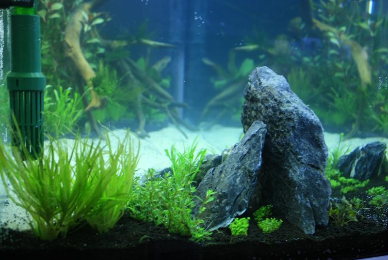 怎么繁殖孔雀魚改良品種_如何繁殖孔雀魚又多又簡易_孔雀魚繁殖方法及注意事項