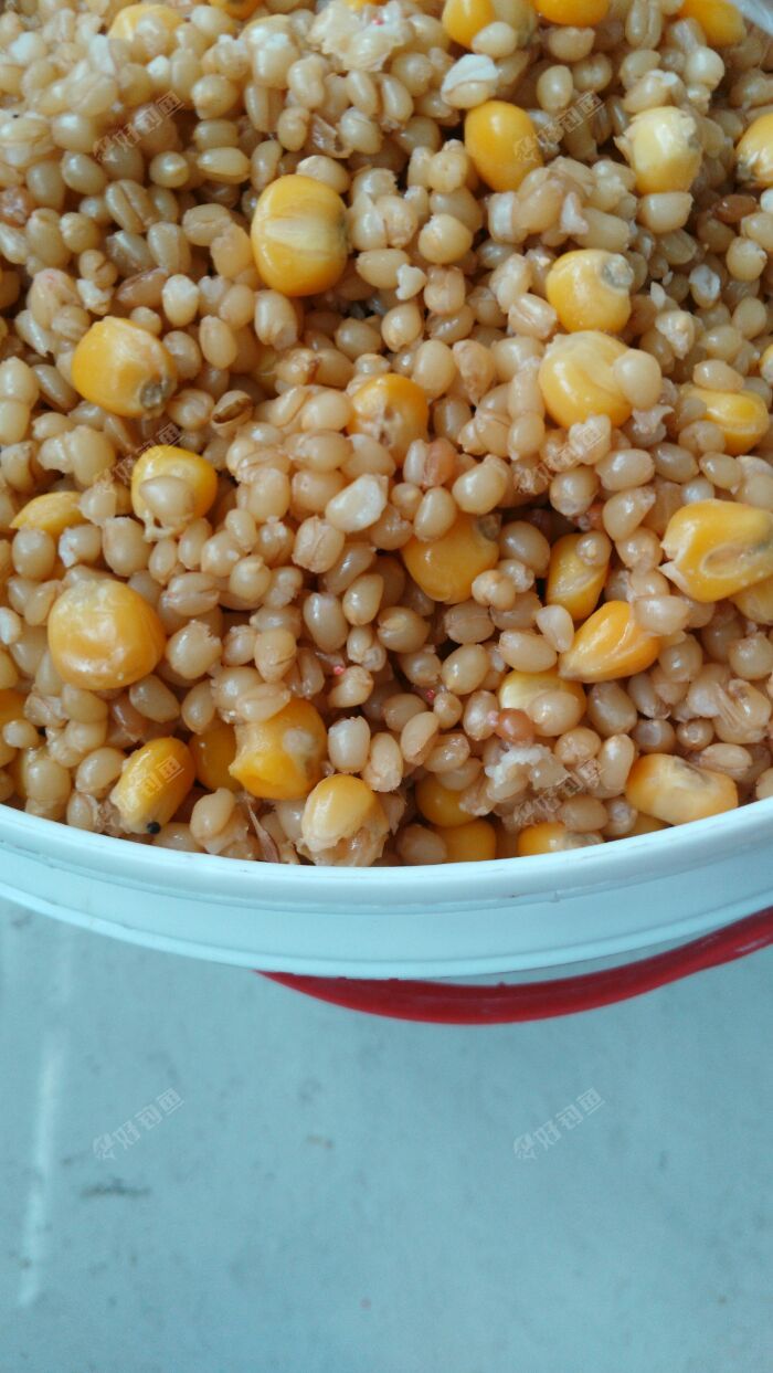 怎樣釣鯉魚用什么餌料最好_釣鯉魚餌料用面食還是玉米_釣鯉魚餌料好用嗎