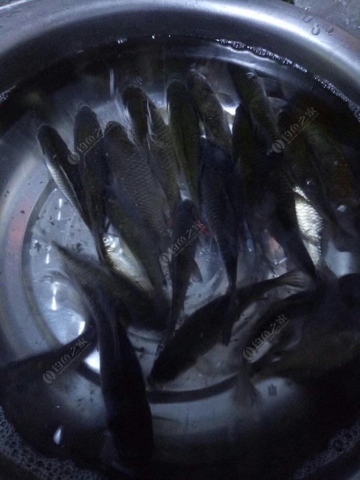 釣魚最新方法視頻教程_最新釣魚方法_釣魚最佳方法