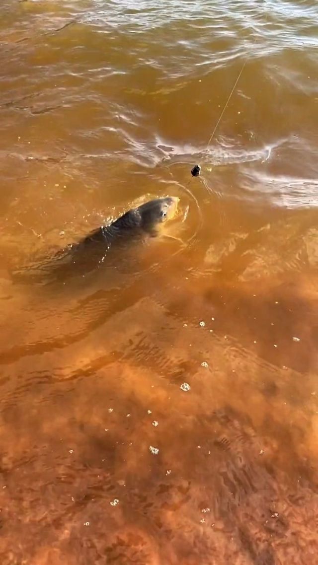 鱸魚海釣鱸魚釣多深_海釣鱸魚釣岸邊還是深水_近海釣鱸魚